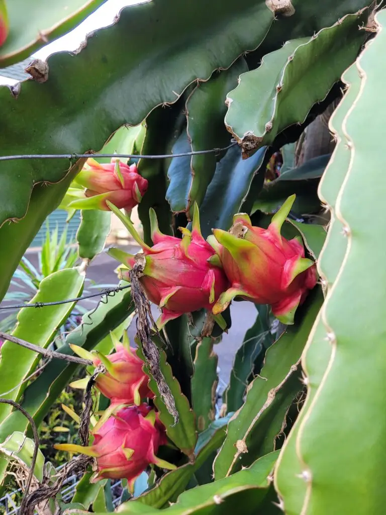 Red dragonfruit form on wire fenceline