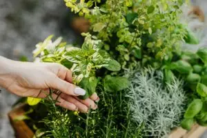 A hand delicately holds fresh herbs including mint and rosemary from a lush garden.